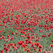 Poppy field