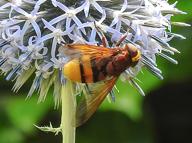 20210802 2349CPw [D~LIP] Hornissen-Schwebfliege (Volucella zonaria), Kugeldistel (Echinops babaticus), Bad Salzuflen