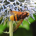 20210802 2349CPw [D~LIP] Hornissen-Schwebfliege (Volucella zonaria), Kugeldistel (Echinops babaticus), Bad Salzuflen