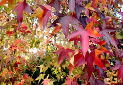 L'automne du Liquidambar