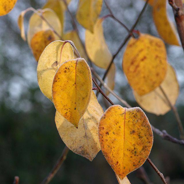 Frosty quince leaves