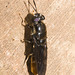 IMG 2492 Soldier Fly