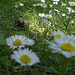 20250503 Forêt Blandas (2)