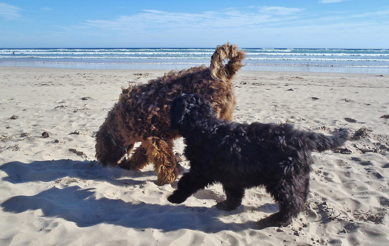 Elvis' third beach trip