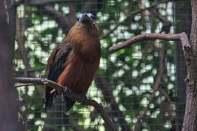 20140926 5442VRAw [D~SFA] Vogelpark, Walsrode