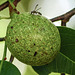 Unidentified fruit, Nariva Swamp afternoon, Trinidad