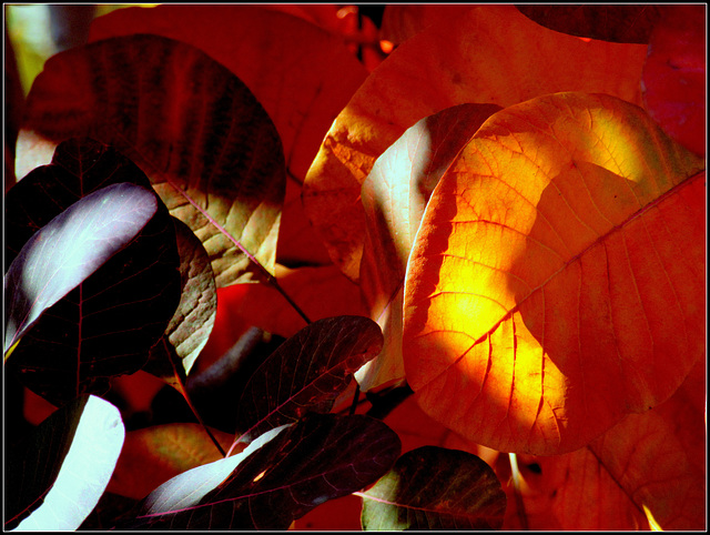 Őszi levelek   Autumn leaves