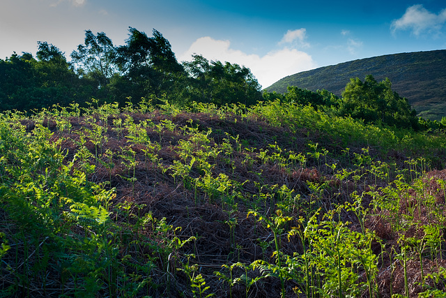 Bracken in early light