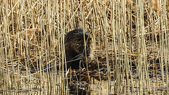 20190406 4493CPw [D~BK] Nutria (Myocastor coypus), Schilf (Phragmites australis), Alte Elbe, Rogätz