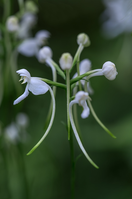 Platanthera integrilabia (White Fringeless orchid)