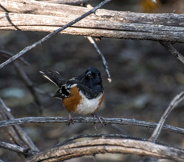 A pasterine songbird3