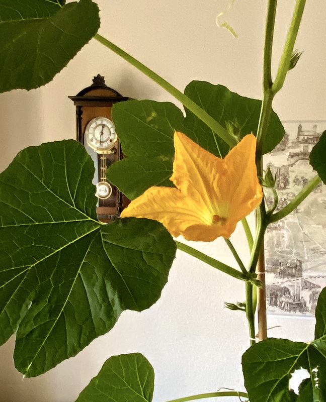 Kürbisblüte