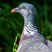 Wood pigeon