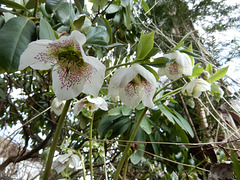 Auslese der Schneerose