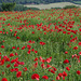 Poppy field