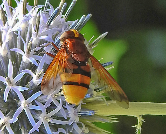 20210802 2351CPw [D~LIP] Hornissen-Schwebfliege (Volucella zonaria), Kugeldistel (Echinops babaticus), Bad Salzuflen