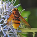 20210802 2351CPw [D~LIP] Hornissen-Schwebfliege (Volucella zonaria), Kugeldistel (Echinops babaticus), Bad Salzuflen