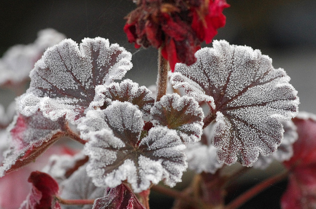 Frosty Pelargonium