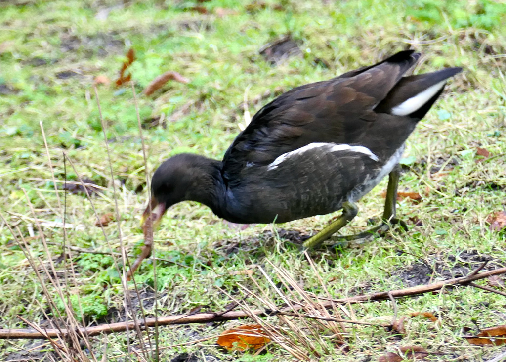 Junges Teichhuhn