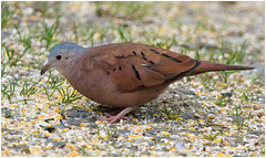 EF7A1641 Eared dove