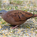 EF7A1641 Eared dove