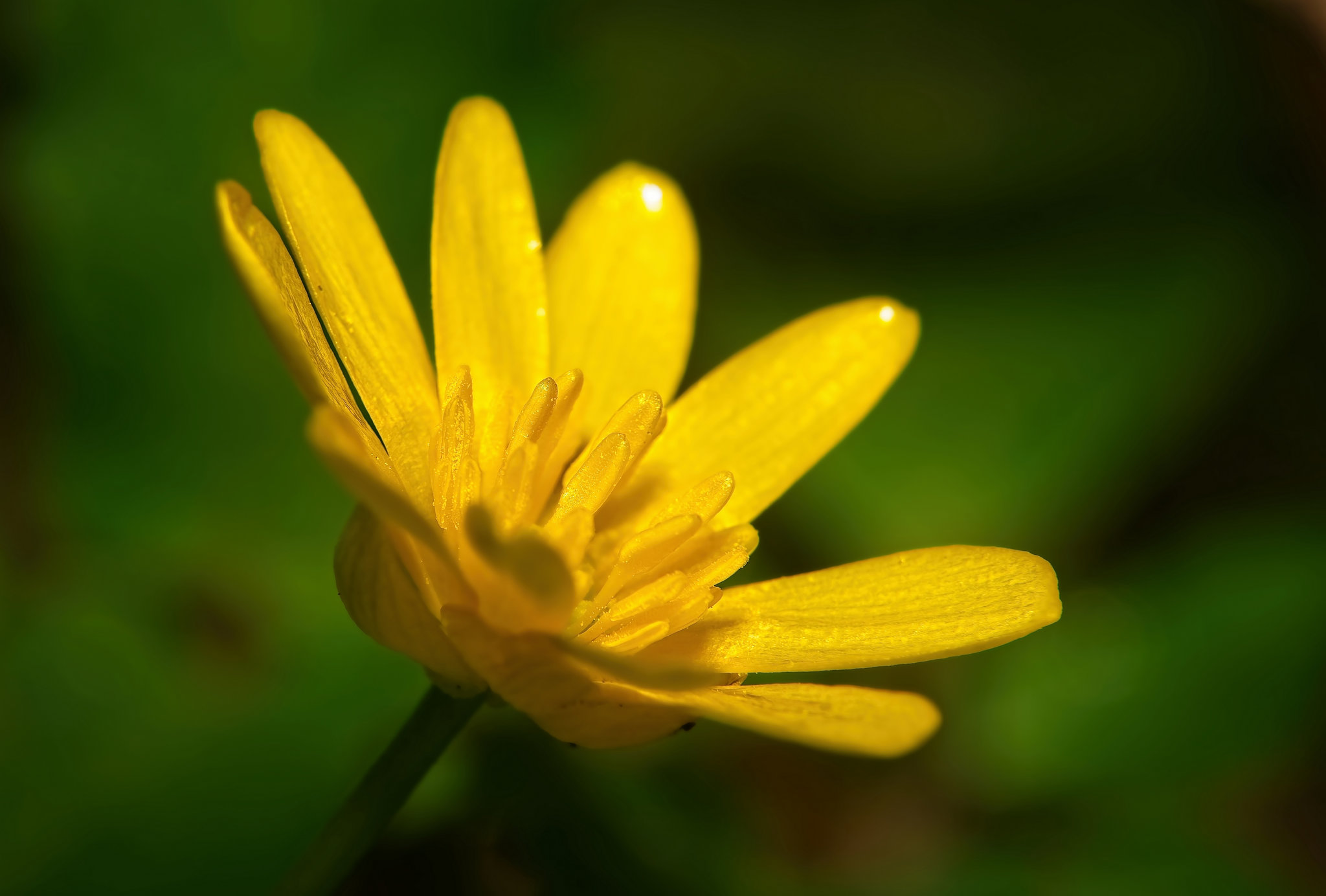 Die ersten Blüten des Scharbockskraut haben sich gezeigt :))  The first flowers of the lesser celandine have appeared :)) Les premières fleurs de Petite chélidoine ont fait leur apparition :))