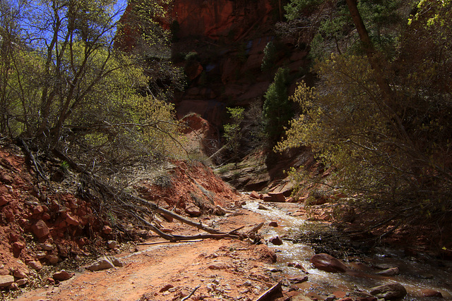 Taylor Creek Trail