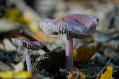 Ein Rettich-Pilz im Wald - A radish mushroom in the forest