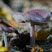 Ein Rettich-Pilz im Wald - A radish mushroom in the forest