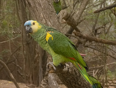 IMG 2496 Parrot-2