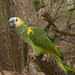 IMG 2496 Parrot-2