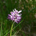 20250503 Forêt Blandas (4)