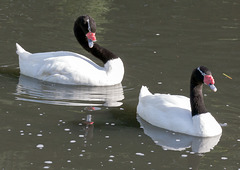 Black Necked Swans