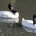 Black Necked Swans