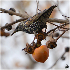 ... les étourneaux aussi ! ... les étourneaux aussi !