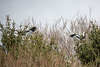 20160303 0111VRAw [D~BI] Graureiher (Ardea cinerea), Tierpark Olderdissen, Bielefeld