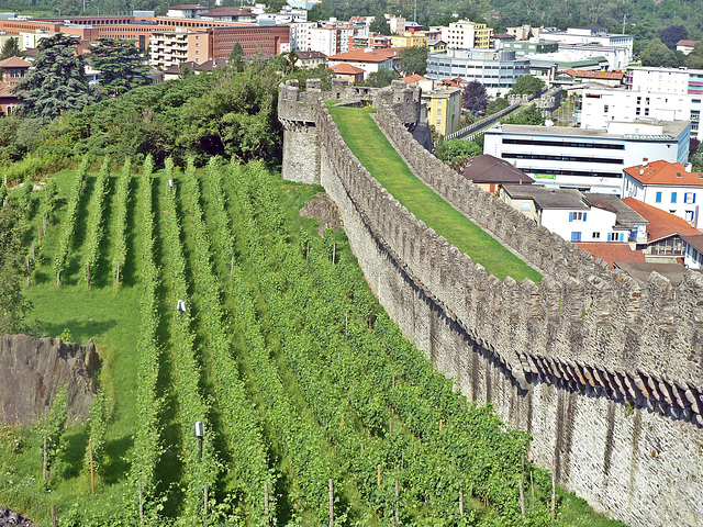 Rebstöcke der Sorte Merlot am Hang des Castelgrande