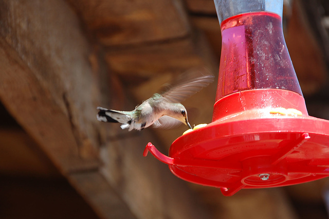 Colibri au Nevada