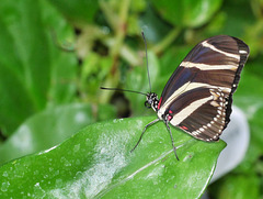 Schöner Schmetterling