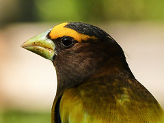 Evening Grosbeak male