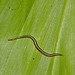 Leech IMG_2592