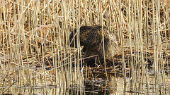 20190406 4494CPw [D~BK] Nutria (Myocastor coypus), Schilf (Phragmites australis), Alte Elbe, Rogätz