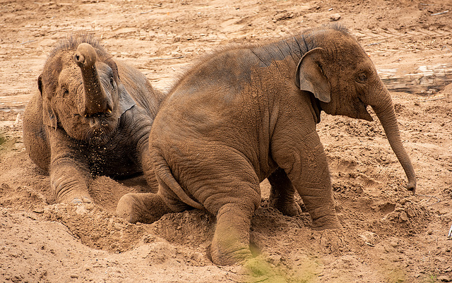 Elephants at play