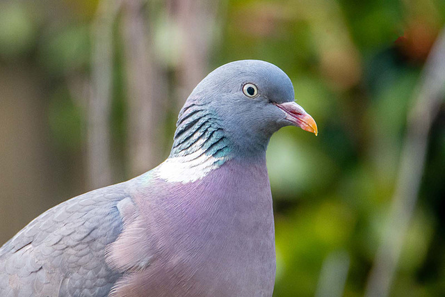 Wood pigeon