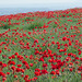 Poppy field