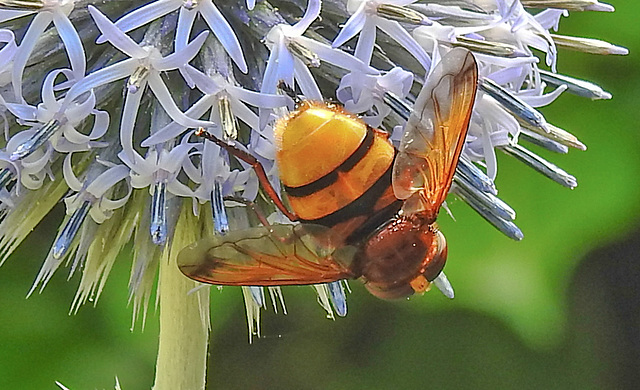 20210802 2352CPw [D~LIP] Hornissen-Schwebfliege (Volucella zonaria), Kugeldistel (Echinops babaticus), Bad Salzuflen