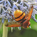 20210802 2352CPw [D~LIP] Hornissen-Schwebfliege (Volucella zonaria), Kugeldistel (Echinops babaticus), Bad Salzuflen