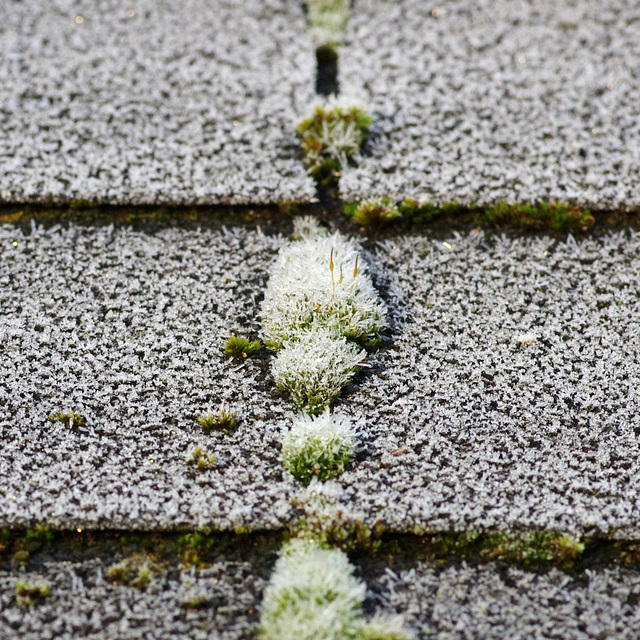 Frosty shed roof