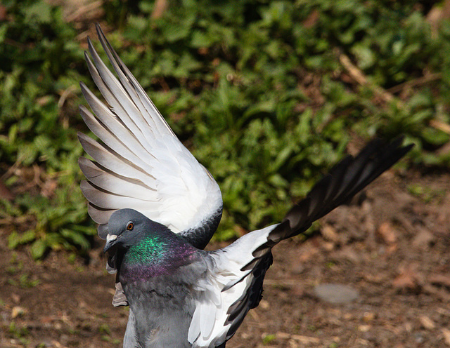 EF7A8544 Pigeon