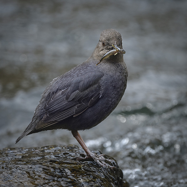 American Dipper